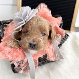 Labradoodle Puppies from Uintah Basin Doodles