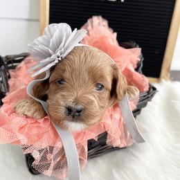 Labradoodle Puppies from Uintah Basin Doodles