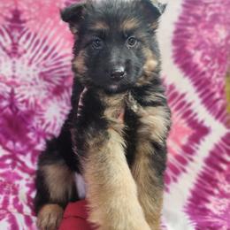 Rebecca - Black and tan female German Shepherd puppy in Fort Jennings, Ohio from Von Holtzapple German shepherds