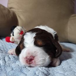 Mr. Jolly - Liver white and tan male English Springer Spaniel puppy in Kingsport, Tennessee from Leandra's English Springer Spaniels