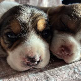 Beagles from HE Beagles