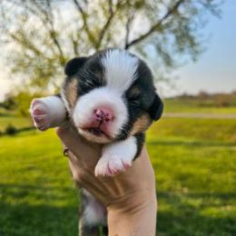 Poppy - Black and tan female American Corgi puppy in Taylorsville, North Carolina from America's Red White and Bluie Corgis