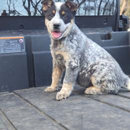 Boy 1 - Blue mottled male Australian Cattle Dog puppy in Monroe, North Carolina from Creek View Cattle Dogs