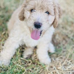 Australian Mountain Doodle, Bernedoodle, and Goldendoodle Puppies from Wynterwood Doodles