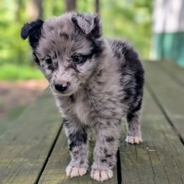 Cinderella - Blue merle female Australian Shepherd puppy in Moss, Tennessee from Rich 'N Rugged Kennels