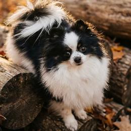 Vida - Pomeranian