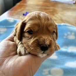 Aquarius - Red female Cavapoo puppy in Adrian, Oregon from ApplebyFarm