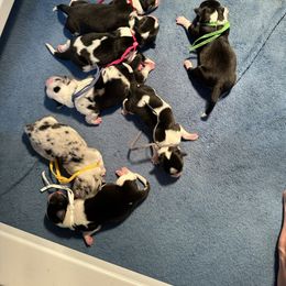 Angel - Blue merle and white female American Corgi puppy in Hico, Texas from Chisholm Trail Kennels