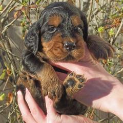 English Setter, Golden Retriever, and Gordon Setter Puppies from Katherine's Gordon Setters, English Setters, and Golden Retrievers