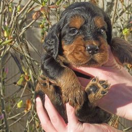 English Setter, Golden Retriever, and Gordon Setter Puppies from Katherine's Gordon Setters, English Setters, and Golden Retrievers