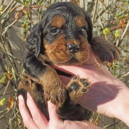 English Setter, Golden Retriever, and Gordon Setter Puppies from Katherine's Gordon Setters, English Setters, and Golden Retrievers
