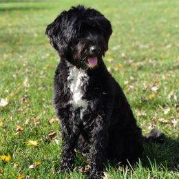 Molly - Portuguese Water Dog
