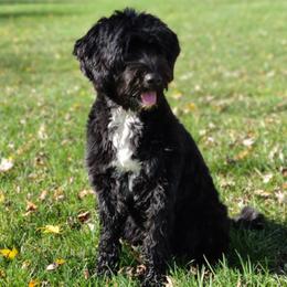 Molly - Portuguese Water Dog
