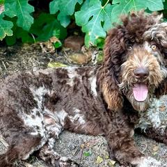 Bernedoodles, Goldendoodles, Poodles, Pyredoodles, and Sheepadoodles from Kitandkboodle's Doodles
