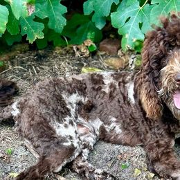 Bernedoodles, Goldendoodles, Poodles, Pyredoodles, and Sheepadoodles from Kitandkboodle's Doodles