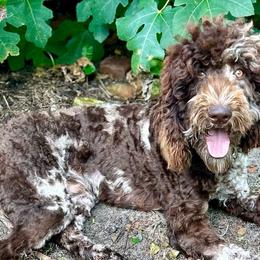 Bernedoodles, Goldendoodles, Poodles, Pyredoodles, and Sheepadoodles from Kitandkboodle's Doodles