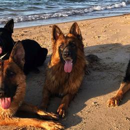 German Shepherds from Von Müllerstrand