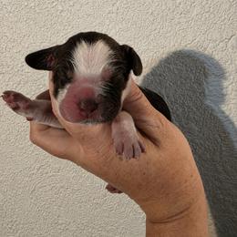 Cinderella - Liver white and tan female English Springer Spaniel puppy in Fort White, Florida from Thunderbird Springers