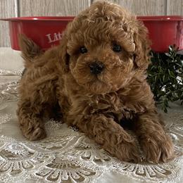 Mateo - Red  male Poodle puppy in Lagrange, Indiana from Heavn Sent Acres