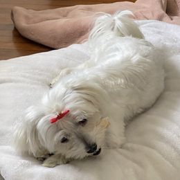 Maltese from Patti Trent