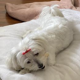 Maltese from Patti Trent