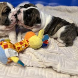 Bulldog Puppies from Sweet Rolls