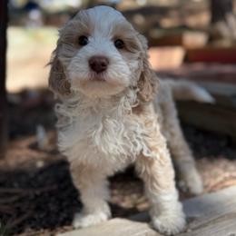 Scout - Merle male Bernedoodle puppy in Monument, Colorado from Colorado Dreamin Doodles