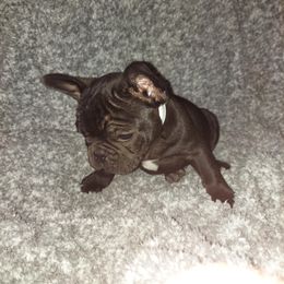 French Bulldog Puppies from Absolute Frenchie Connection