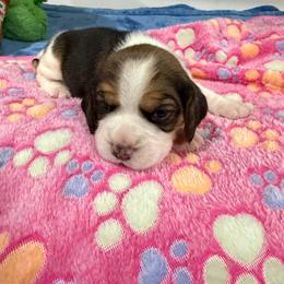 Light Green girl - Blue tan and white female Beagle puppy in New Tazewell, Tennessee from Sweet Warner Pugs & Beagles