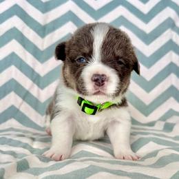 Sparky - Blue male Pembroke Welsh Corgi puppy in Norman, Oklahoma from Charm Farm Corgis