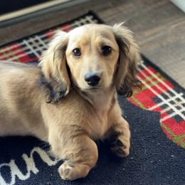 Dachshunds from Limberlost Exotics