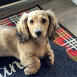Dachshunds from Limberlost Exotics