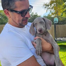 Weimaraner Puppies from Desert Rose Weimaraners