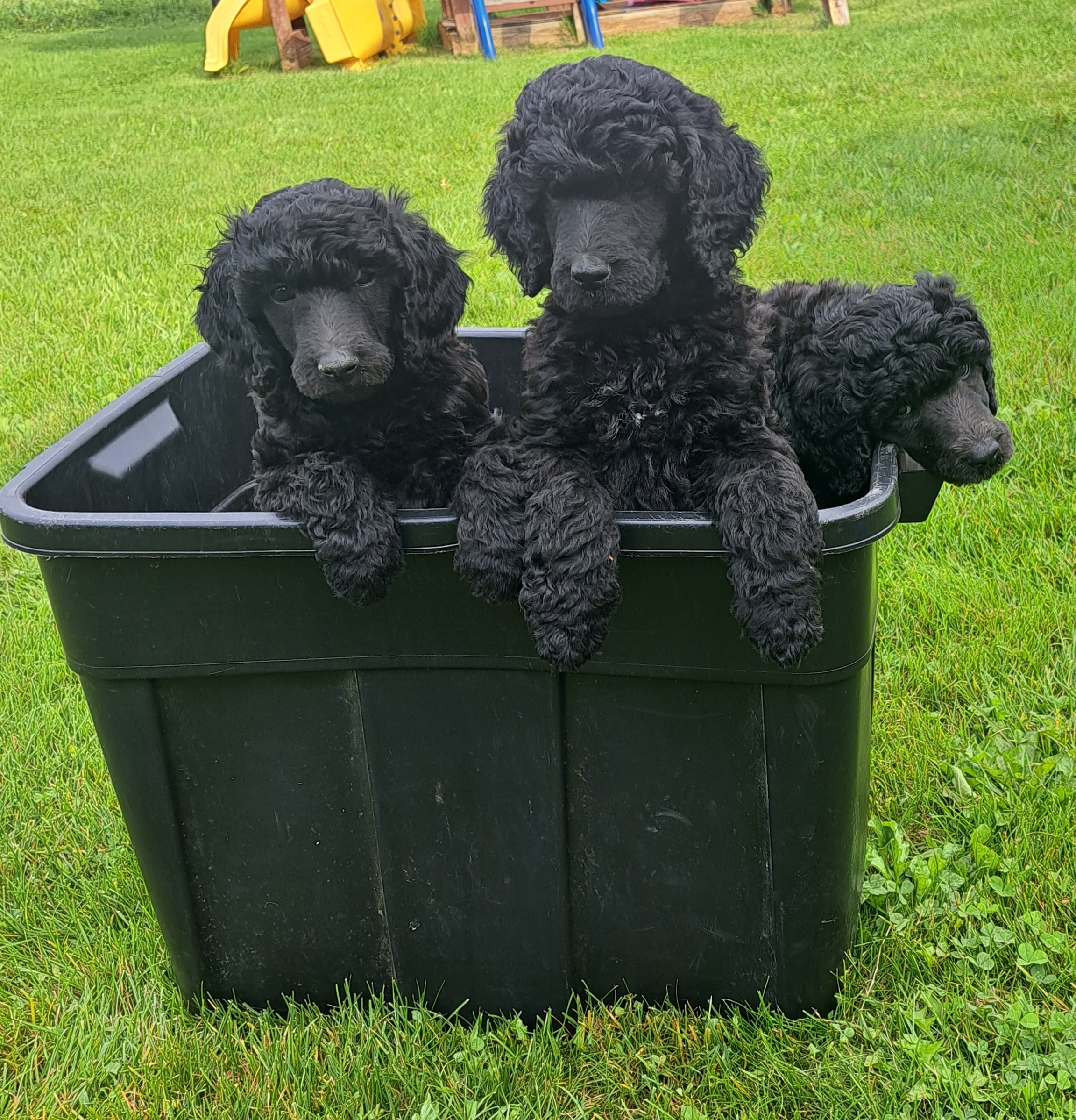 Poodle Puppies from Floyd B Poodle