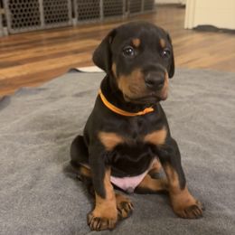 Orange Collar Male - Black and rust male Doberman Pinscher puppy in Fostoria, Michigan from Jensen Dobermans and Dachshunds