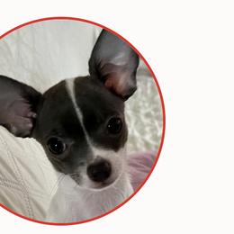 Blue - Chihuahua