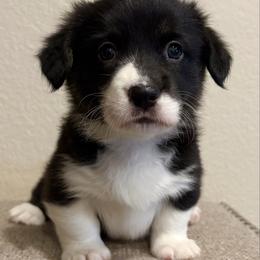 Dove - Black and white female American Corgi puppy in Temple, Texas from Silver Moon Cardigan and American Corgis