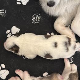 Pomsky Puppies from Bluepomski Puppies & Stud Services Of South West Florida