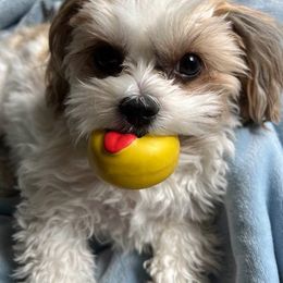 Morkie and Shorkie Puppies from Lil Luxe Pups