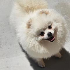 Pomeranians from J-Pom Lee's