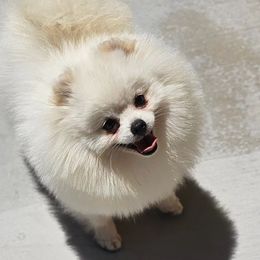 Pomeranians from J-Pom Lee's