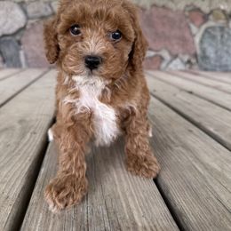 Speck - Red male Cavapoo puppy in Camden, Michigan from FurEver Friends Finder