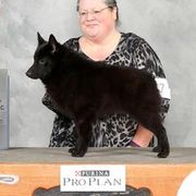 Rhys - Schipperke