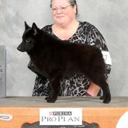 Rhys - Schipperke