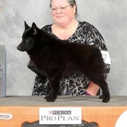 Rhys - Schipperke