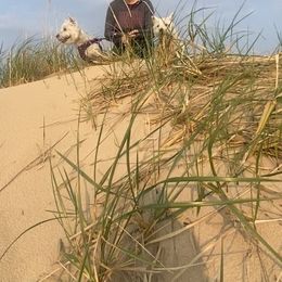 West Highland White Terrier Puppies from Bountiful Westies of West Michigan