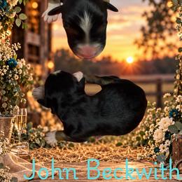 John - Black tri male Miniature Australian Shepherd puppy in Oronogo, Missouri from Dutton's Show Me Farms