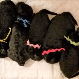 Puli Puppies from Bowmaker Puli Kennel