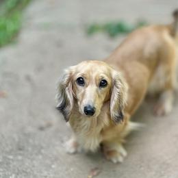 Jolene - Dachshund