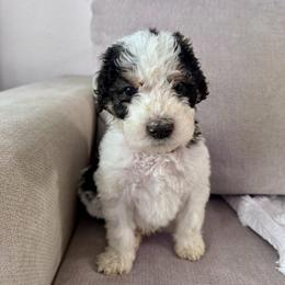 Pumpkin - Black and white male Bernedoodle puppy in Moreno Valley, California from Ayy_Doodles